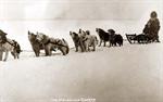 Dog sled team barking