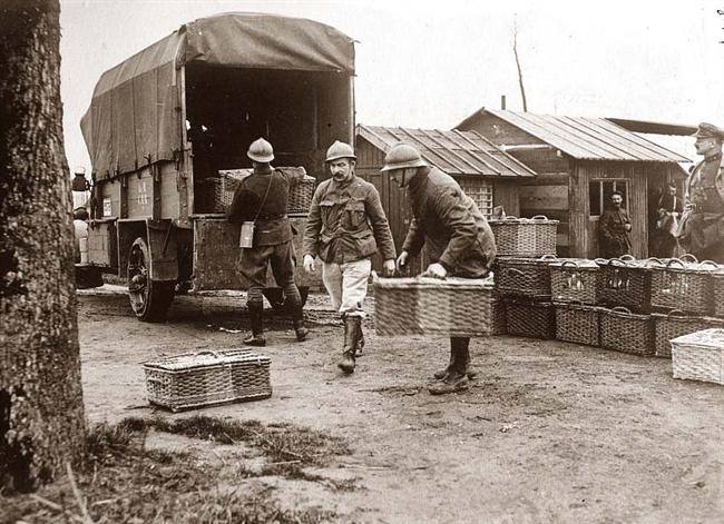 Belgian Army pigeons