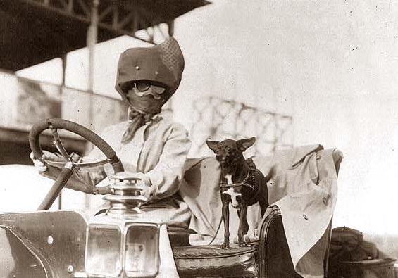 Dogs  Motoring