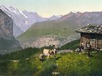 Wengern Alp, cheese dairy, cowkeeper milking cow, Bernese Oberland, Switzerland
