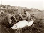 Eskimo Women Cutting up Whale