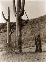 Hasen Cactus
