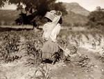 Indian Farming