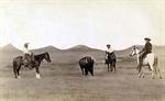 Cowboys, roping a buffalo